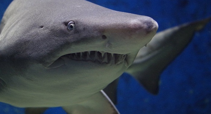 Aquarium tank in Mexico containing 13 sharks bursts open
